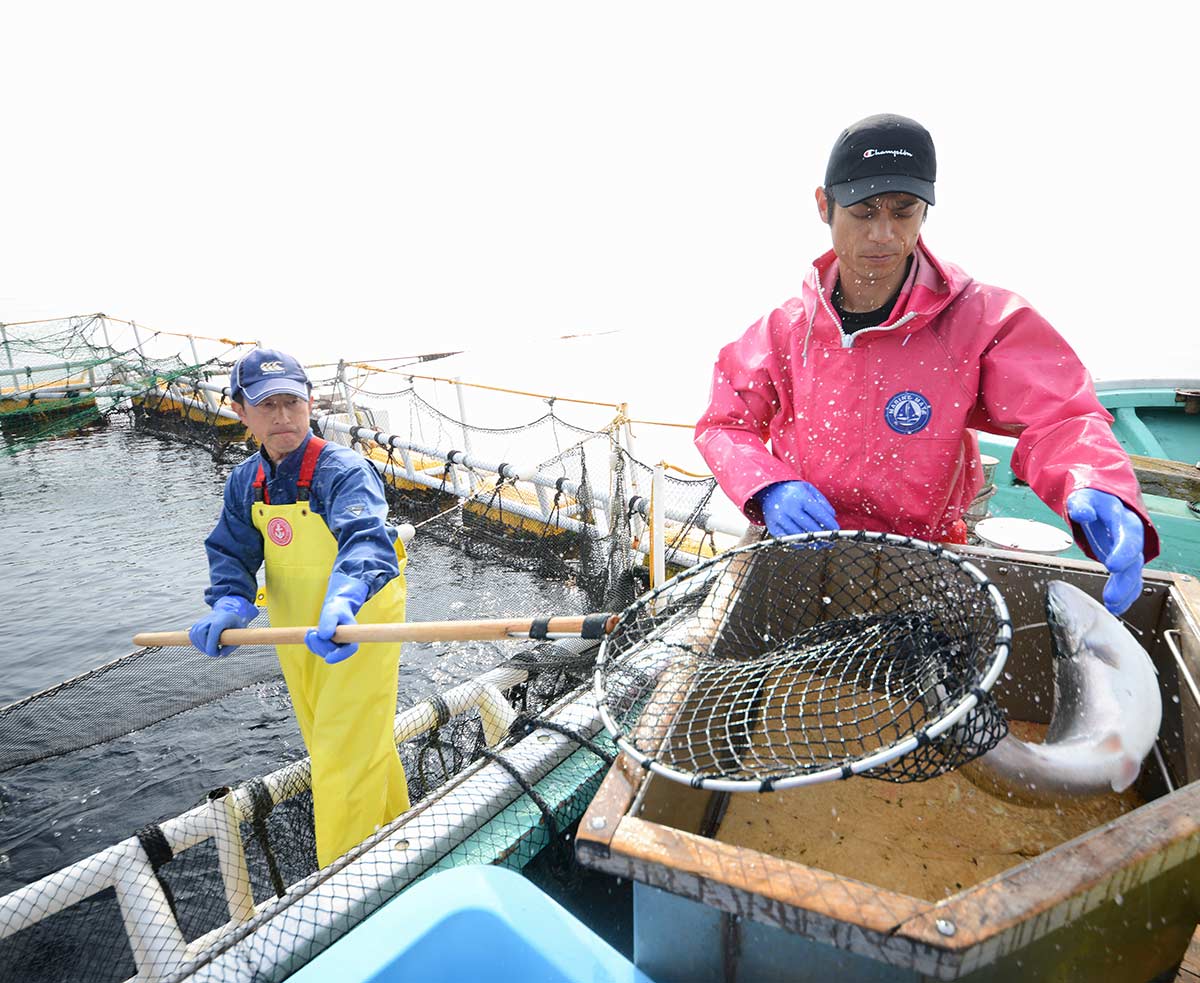 海峡サーモン｜北彩屋